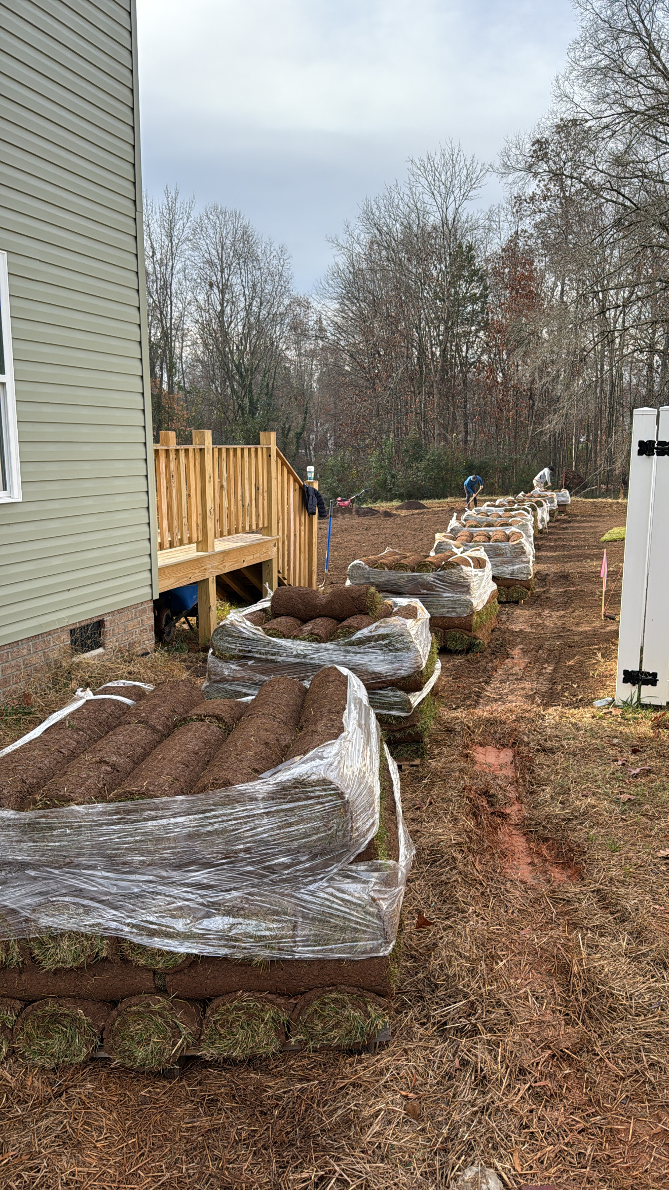 Freshly laid sod lawn